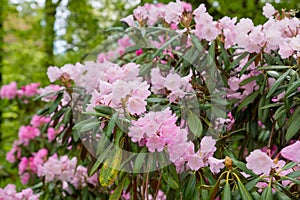 Bush of many delicate vivid pink flowers of azalea or Rhododendron plant in a sunny spring garden.Japanese pink Azalea