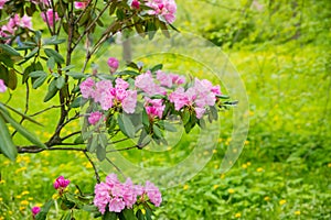 Bush of many delicate vivid pink flowers of azalea or Rhododendron plant in a sunny spring garden.Japanese pink Azalea