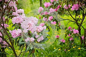 Bush of many delicate vivid pink flowers of azalea or Rhododendron plant in a sunny spring garden.Japanese pink Azalea