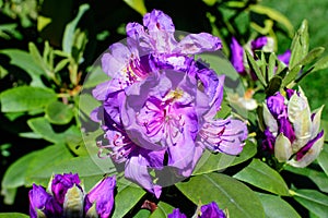 Bush of many delicate vivid purple flowers of azalea or Rhododendron plant in a sunny spring Scotish garden, beautiful outdoor