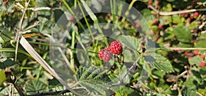 A bush of many ripe blackberries (Rubus fruticosus). they are in red and violet colors.