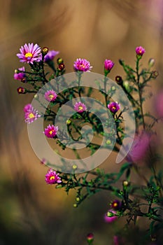 Bush with many small pink flowers in the autumn garden