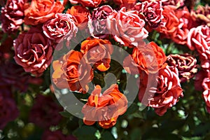 Bush of miniature red roses seen up close