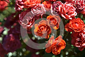 Bush of miniature red roses seen up close