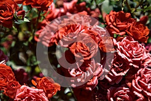 Bush of miniature red roses seen up close