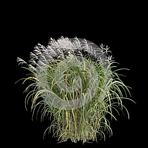 Bush Miscanthus floridulus isolated on background