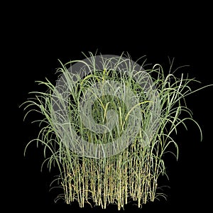 Bush Miscanthus floridulus isolated on background