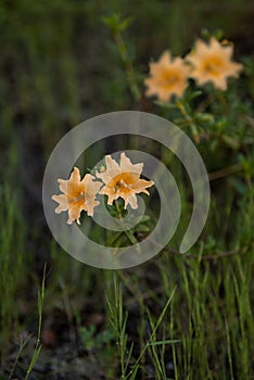 Bush monkeyflowers in nature