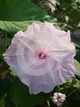 Bush morning glory flower