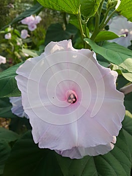 Bush morning glory flower