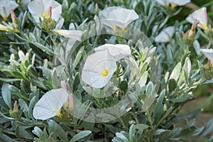 Silverbush Convolvulus cneorum, white flowers photo