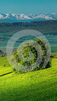 Bush with mountains photo