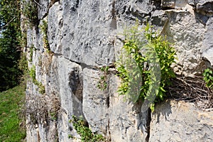 Bush on old grey stone bricks wall of ancient castle