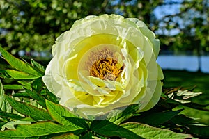 Bush with one large delicate yellow peony flower with small green leaves in a sunny spring day, beautiful outdoor floral