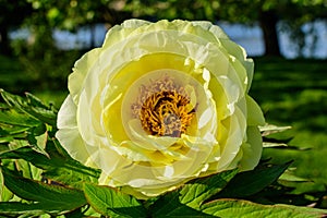 Bush with one large delicate yellow peony flower with small green leaves in a sunny spring day, beautiful outdoor floral