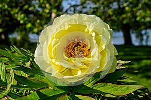Bush with one large delicate yellow peony flower with small green leaves in a sunny spring day, beautiful outdoor floral