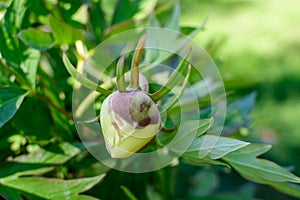 Bush with one small delicate yellow peony flower bud with small green leaves in a sunny spring day, beautiful outdoor floral