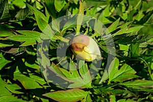 Bush with one small delicate yellow peony flower bud with small green leaves in a sunny spring day, beautiful outdoor floral