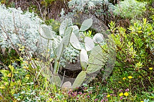 Bush, opuntia cactus, wild flowers in Sicily