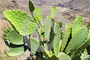 Bush of opuntia in wilderness