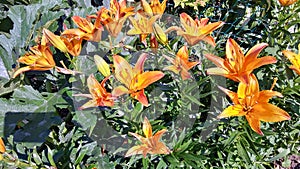 A bush of Orange Candidum lily flowers