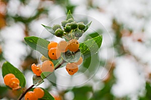 A bush with orange inedible berries. Fruitful ornamental bush.