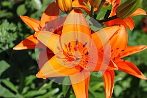 A bush of orange lilies that blossomed into a summer sunny day in the garden. Close-up