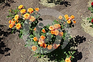 Bush of orange rose in bloom