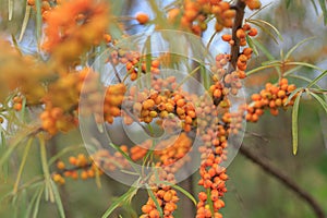 A bush with orange sea buckthorn berries. Autumn harvest