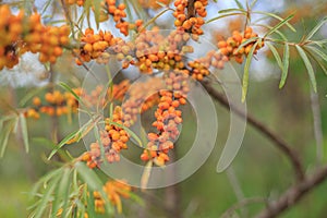 A bush with orange sea buckthorn berries. Autumn harvest