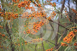 A bush with orange sea buckthorn berries. Autumn harvest