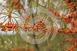 A bush with orange sea buckthorn berries. Autumn harvest