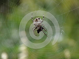 Bush Orb Spider