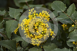 Bush of Oregon grape or Mahonia aquifolium in springtime
