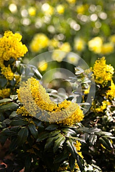 Bush of Oregon-grape in spring