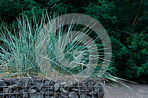 A bush of an ornamental Lemus plant planted on a flower bed made of stone photo