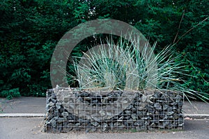 A bush of an ornamental Lemus plant planted on a flower bed made of stone photo