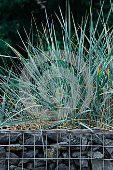 A bush of an ornamental Lemus plant planted on a flower bed made of stone photo