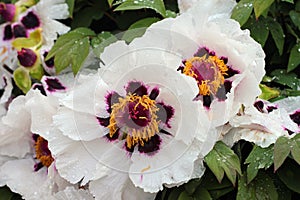 Bush of Paeonia suffruticosa, or Chinese tree peonies in a garden