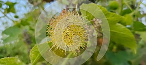 Bush passion fruit- stone flower-Running pop-Wild Passion Fruit Flower Passiflora Foetida Stock Photo