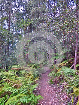 Walking in the ferns