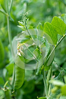 Bush of pea with unripe pods cultivated on vegetable garden