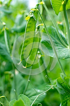 Bush of pea with unripe pods cultivated on vegetable garden