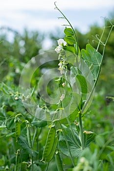 Bush of pea with unripe pods cultivated on vegetable garden