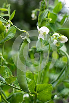 Bush of pea with unripe pods cultivated on vegetable garden