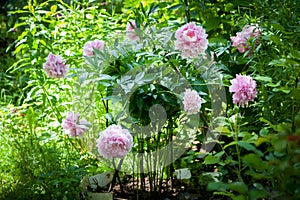 Bush of peonies