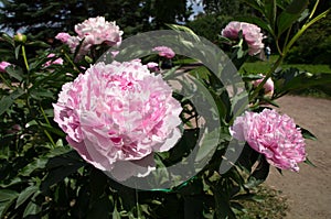 Bush peonies Sarah Bernhardt photo