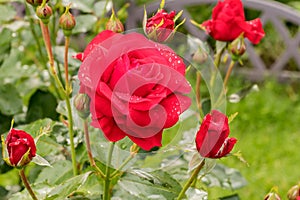 A bush of perennial tall floribunda rose `Nina Weibul` in a garden summer flower bed.