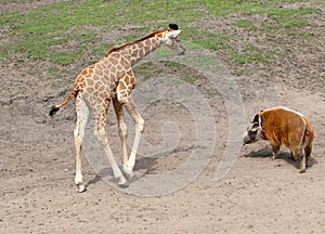 Bush Pig meets Giraffe