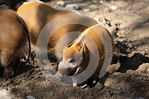 Bush Pig or Red River Hog